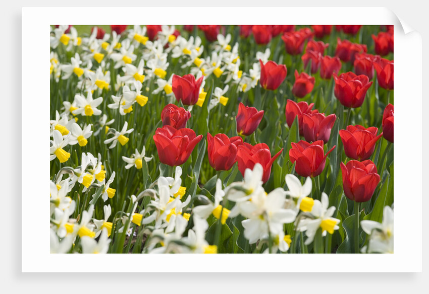 Oscar Tulips and Jack Snipe Narcissus by Anonymous