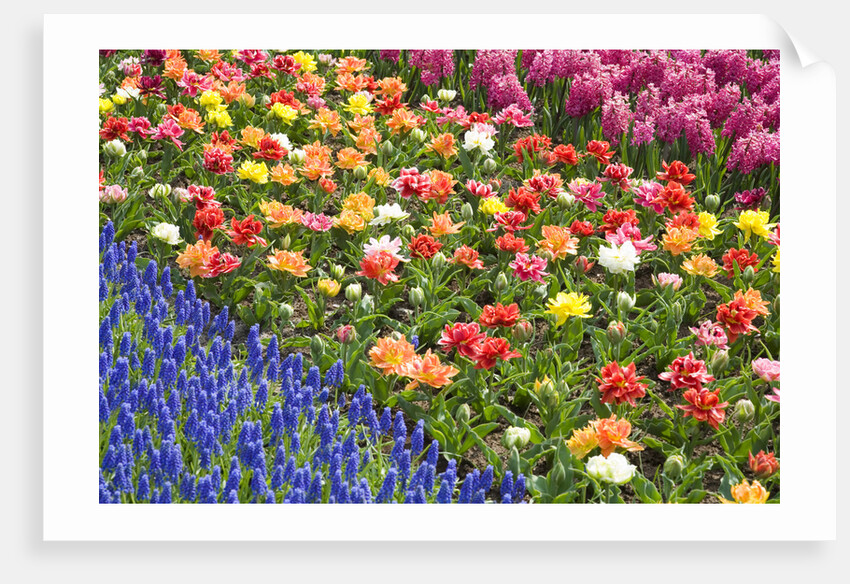 Rows of Flowers in Keukenhof Gardens by Anonymous