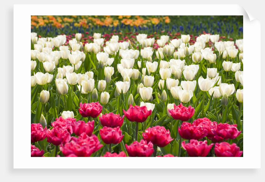 Queen of Marvel and Christmas Marvel Tulips by Anonymous