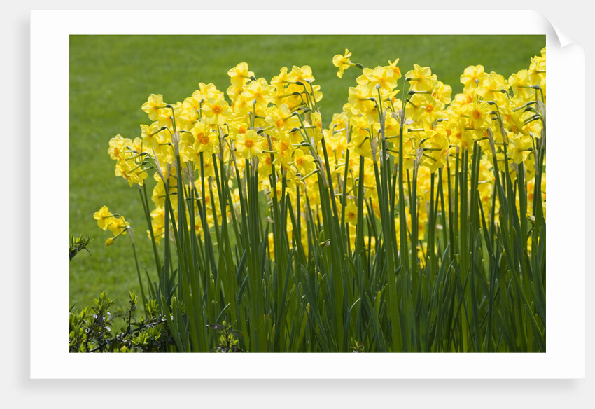 Yellow Martinette Narcissus by Anonymous