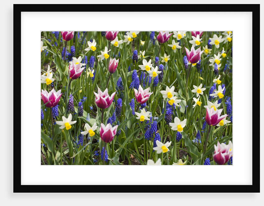 Mixed Tulips and Grape Hyacinth by Anonymous
