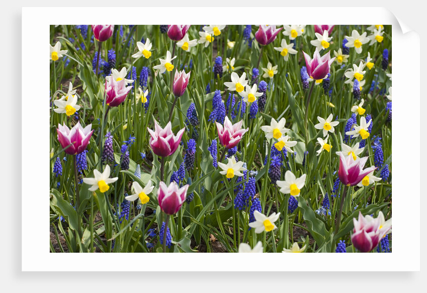 Mixed Tulips and Grape Hyacinth by Anonymous