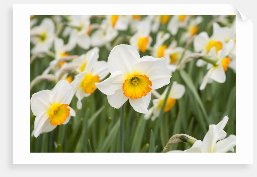 Flowerdrift Narcissus by Corbis