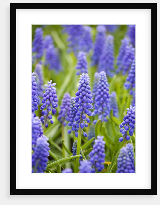 Purple Muscari Armeniacum by Anonymous