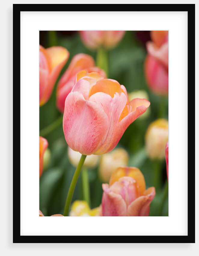 Tequila Sunrise Tulips by Anonymous