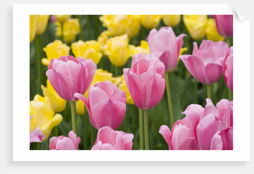 Mirella Tulips by Anonymous