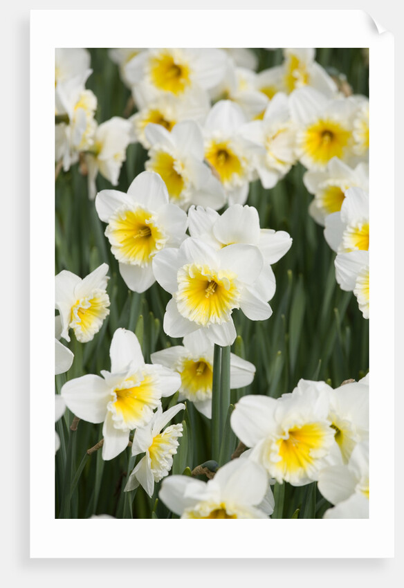 Orange Ice Follies Narcissus by Anonymous