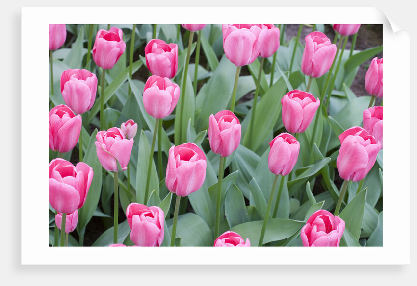 Nico Vos Tulips by Anonymous