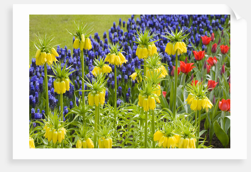Yellow Fritillaria Imperialis by Anonymous