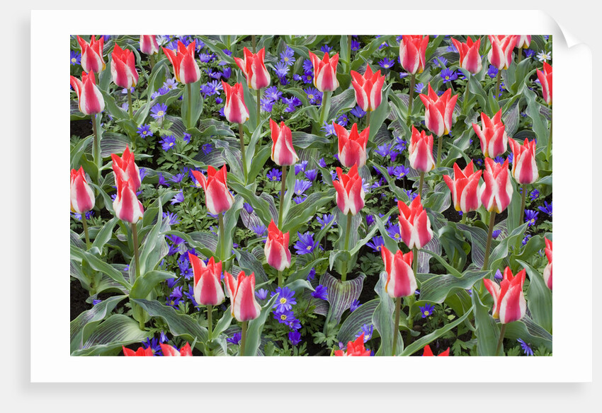 Variegated Plaisir Tulips and Blue Star Anemone by Anonymous