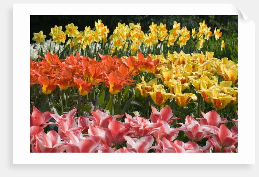 Czar Peter and Juan Tulips by Anonymous