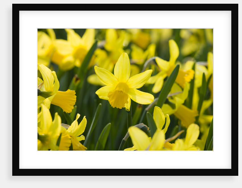February Gold Narcissus by Anonymous
