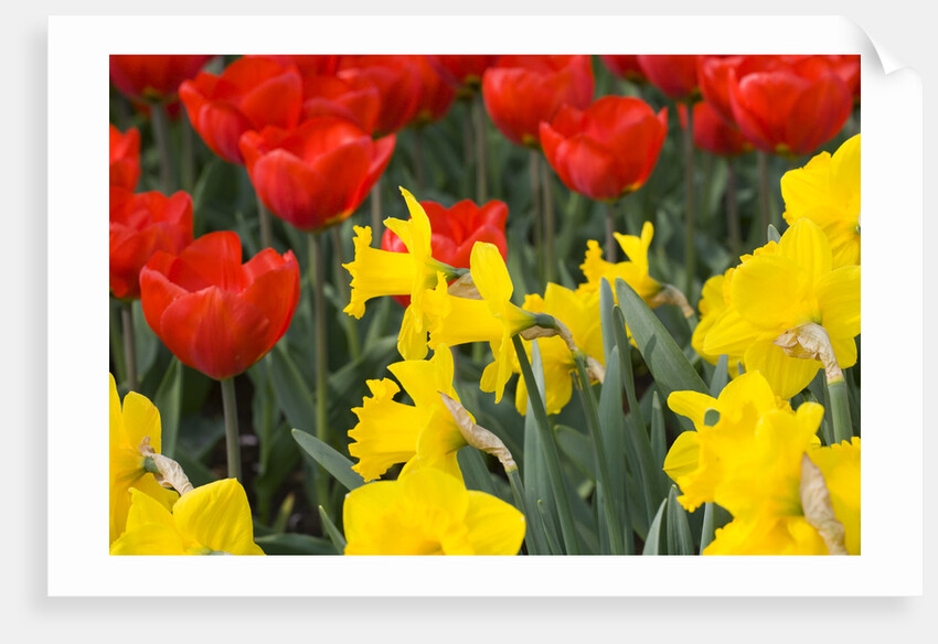 Gold Medal Narcissus and Red Paradise Tulips by Anonymous