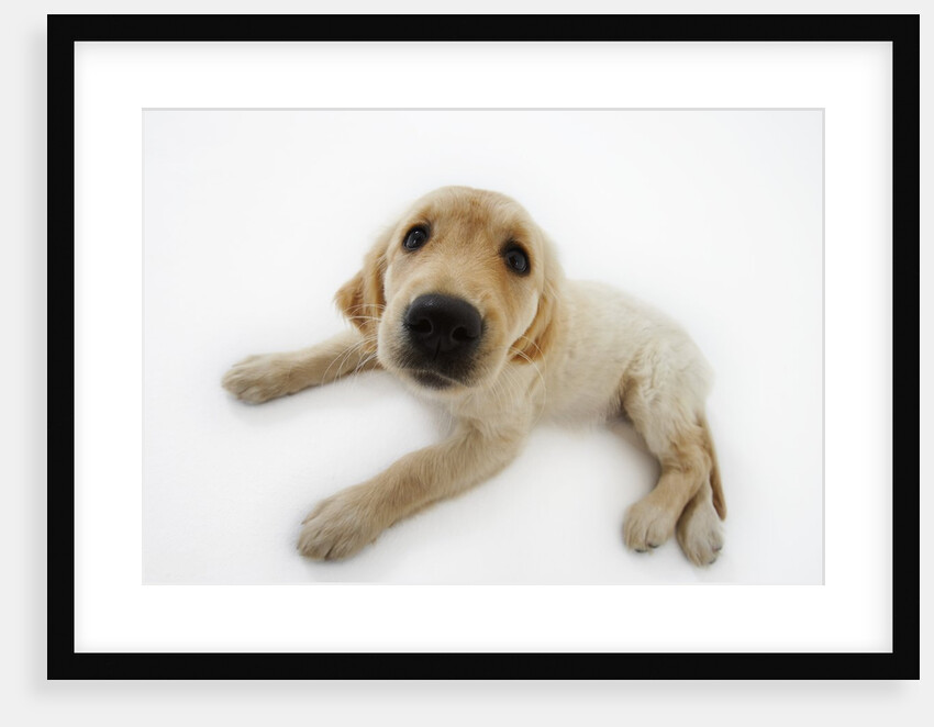 Golden Retriever Puppy Lying Down by Anonymous