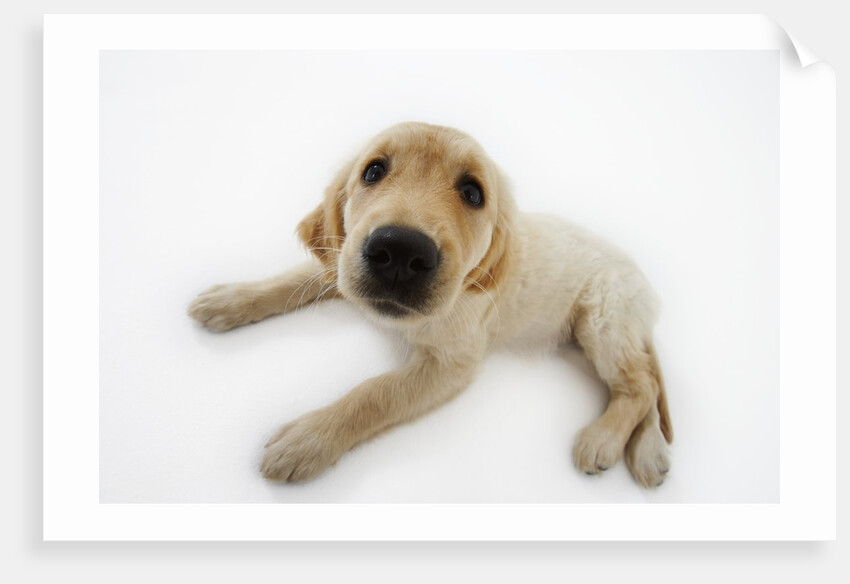 Golden Retriever Puppy Lying Down by Anonymous