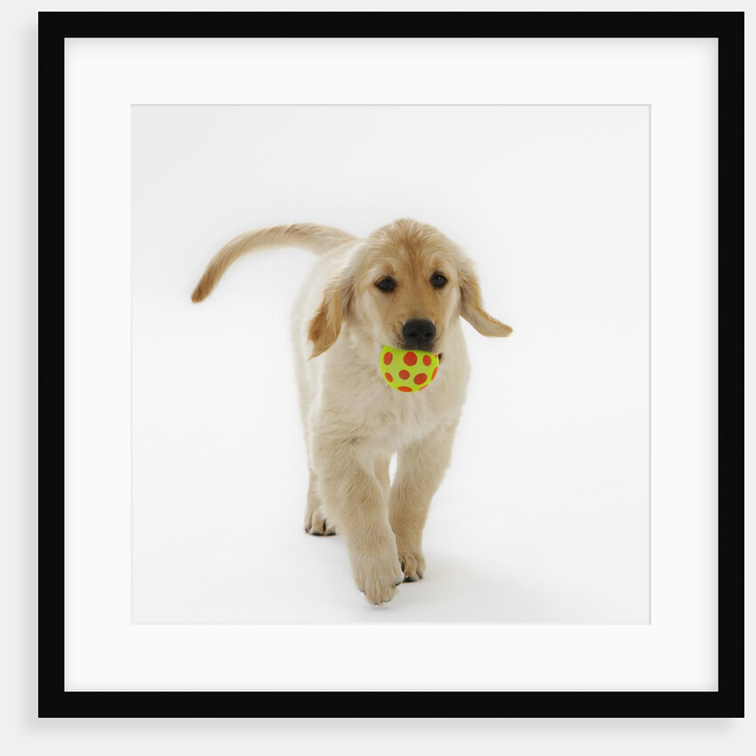 Golden Retriever Puppy Playing with Ball by Anonymous