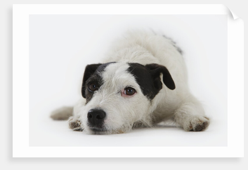 Jack Russell Terrier Lying Down by Anonymous