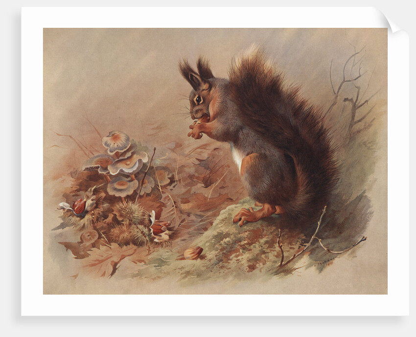 Sciurus Vulgaris: The Common Squirrel by Archibald Thorburn
