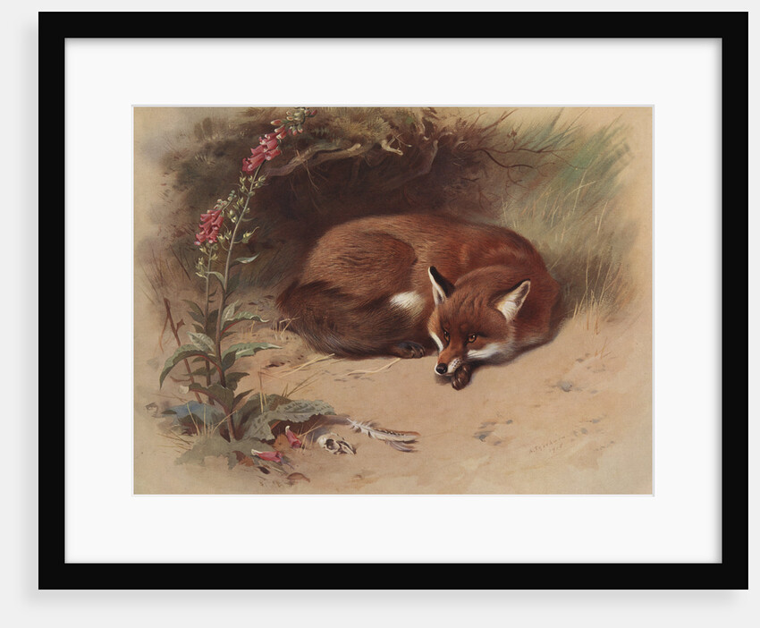 Canis Vulpes: The Fox by Archibald Thorburn