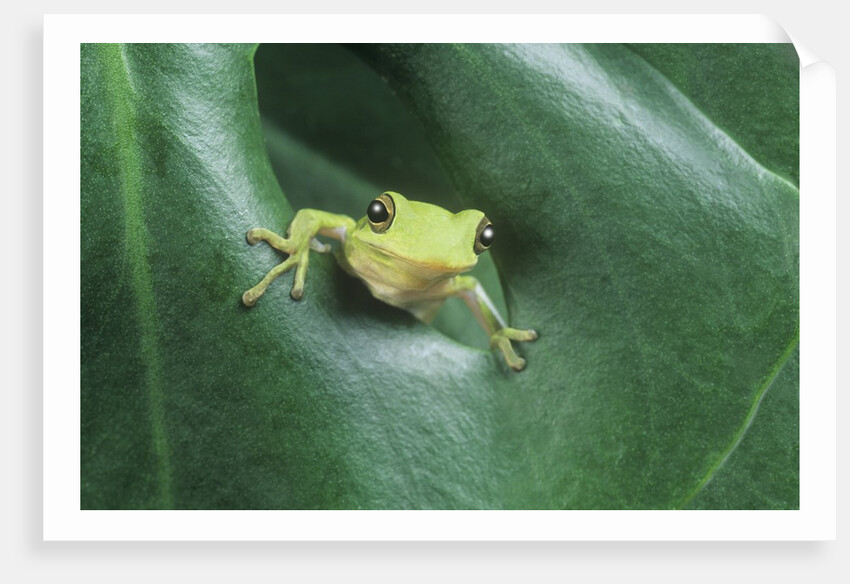 Frog Peeking Out From Leaf by Anonymous