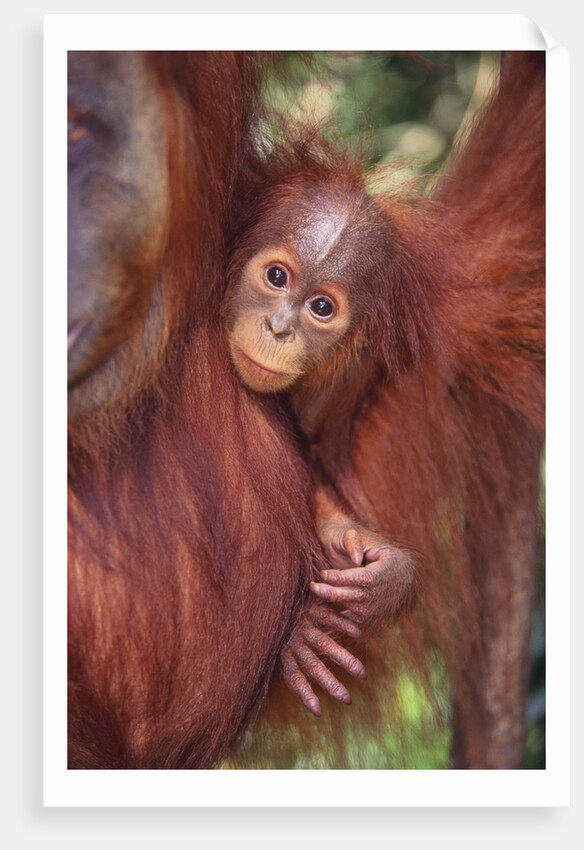 Orangutan and Baby by Anonymous