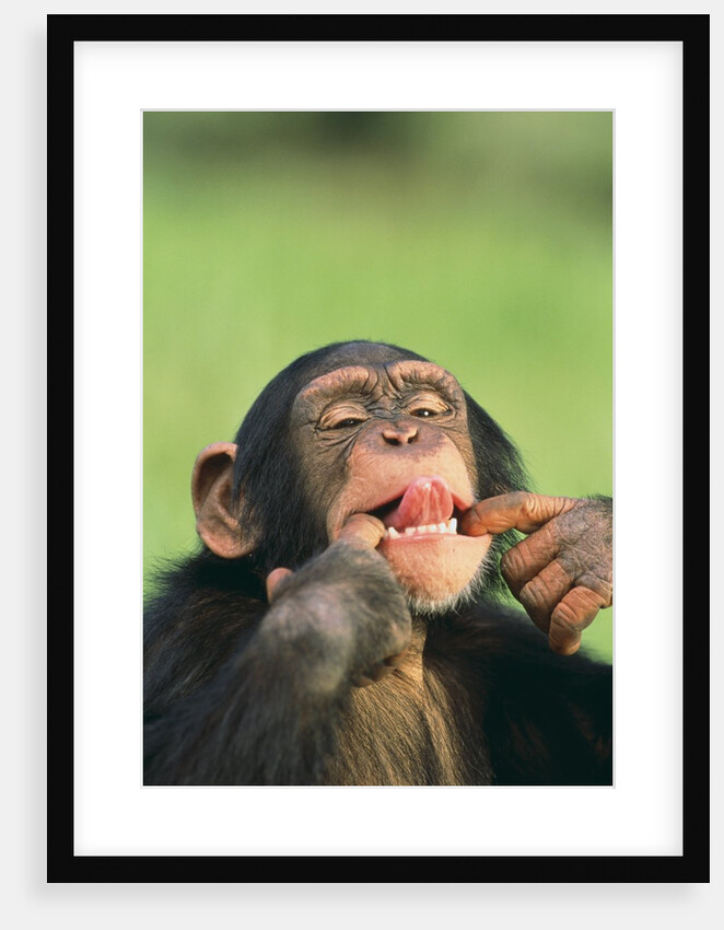 Chimpanzee by Anonymous