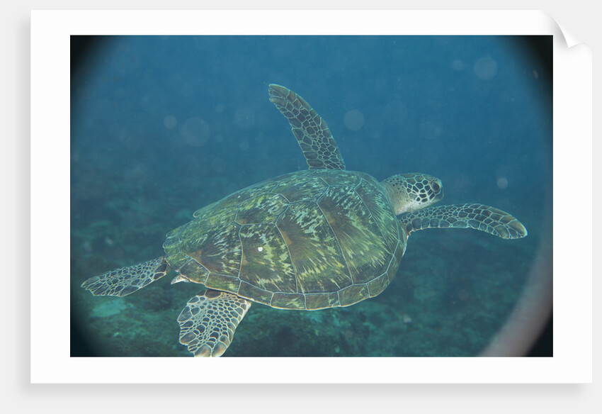 Green Turtle in Indian Ocean by Anonymous