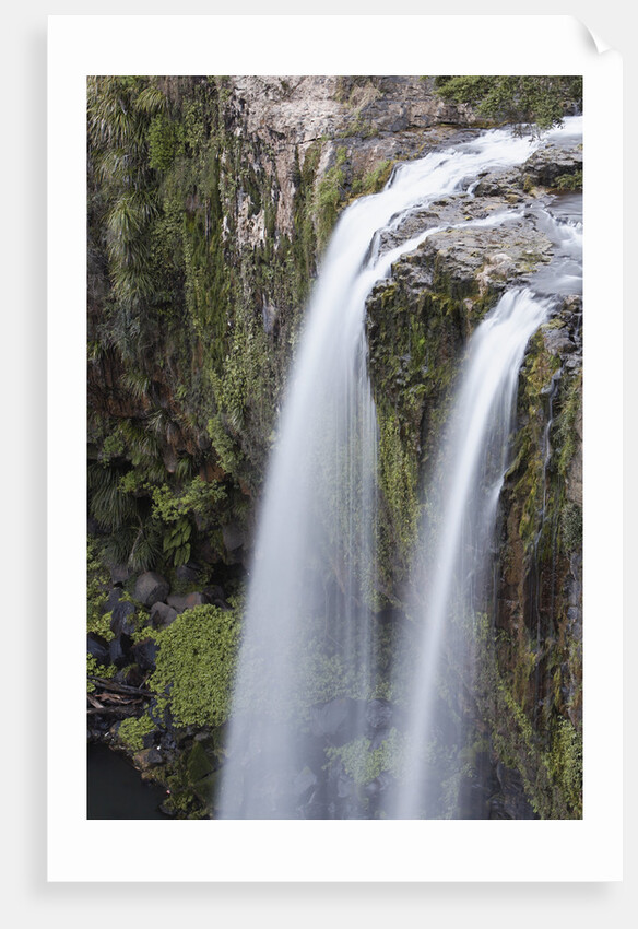 Whangerei Falls in Rainforest by Anonymous