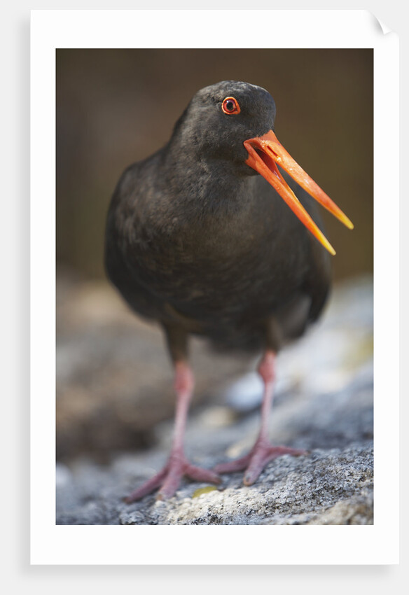Variable Oystercatcher by Anonymous