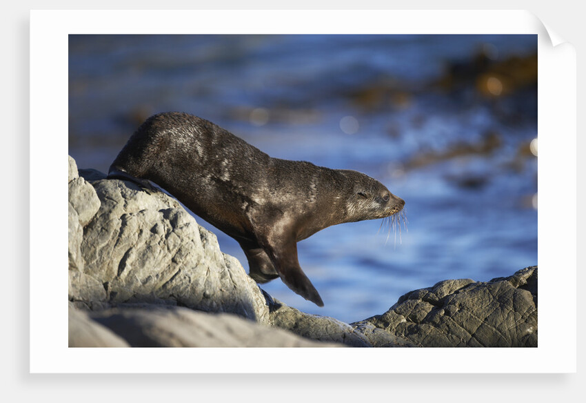 New Zealand Fur Seal by Anonymous