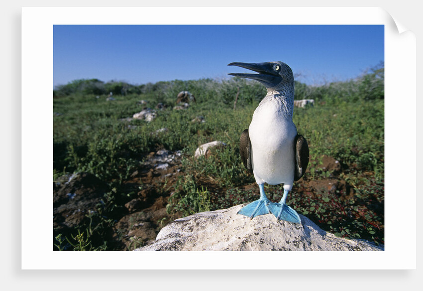 Blue Footed Boobie in Galapagos Islands National Park by Anonymous