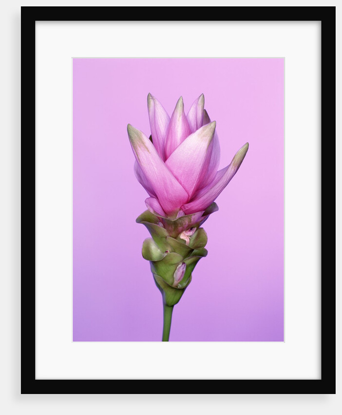 Pink Curcuma Flower by Anonymous