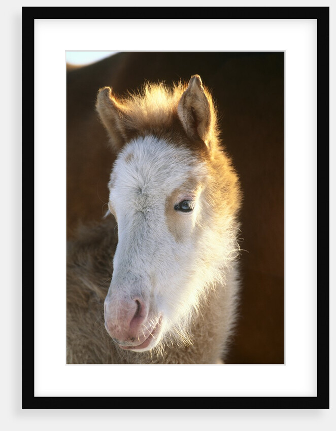 Spanish Mustang Buffalo Horse Foal by Anonymous