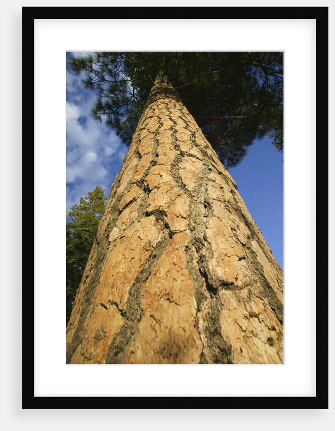 Pine Tree Trunk by Anonymous