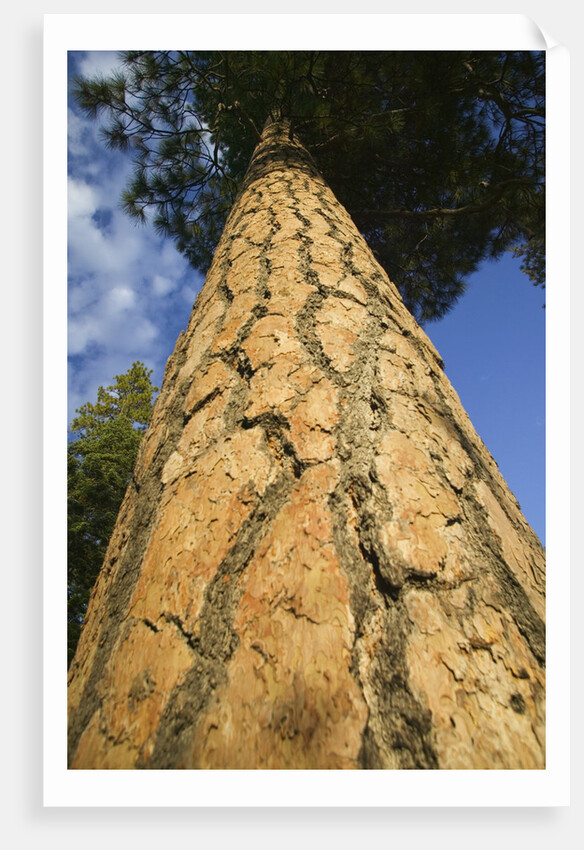 Pine Tree Trunk by Anonymous
