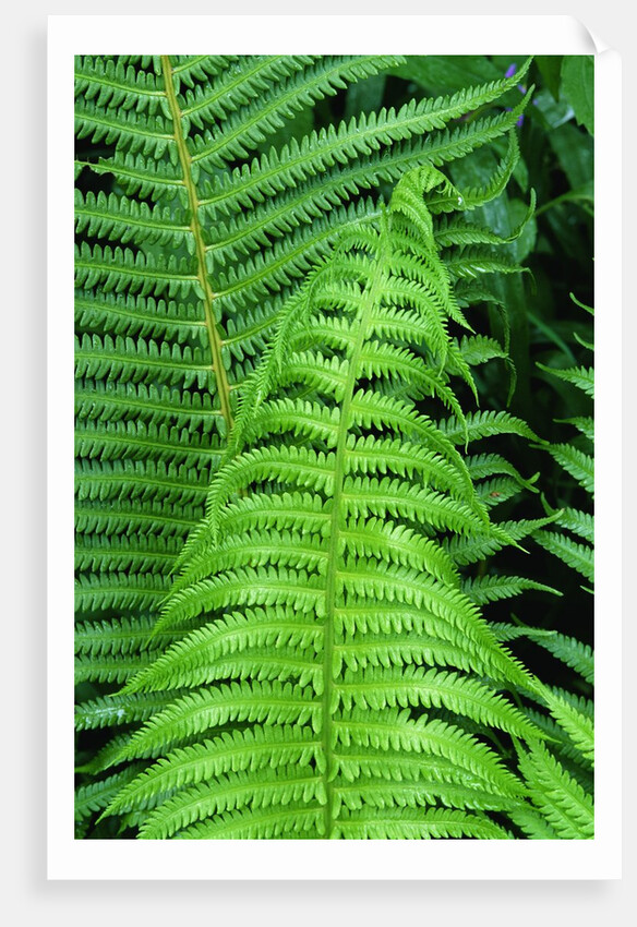 Fern Leaves by Anonymous