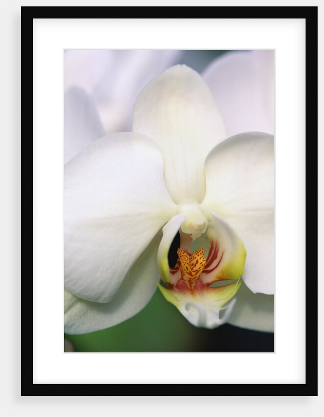 Phalaenopsis Hybrid White Orchid by Anonymous