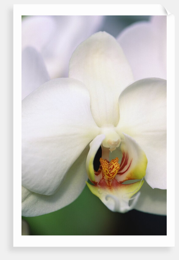 Phalaenopsis Hybrid White Orchid by Anonymous
