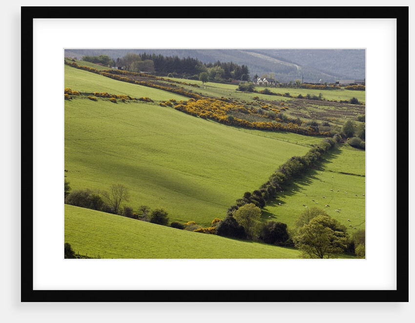 Countryside in County Wicklow by Anonymous