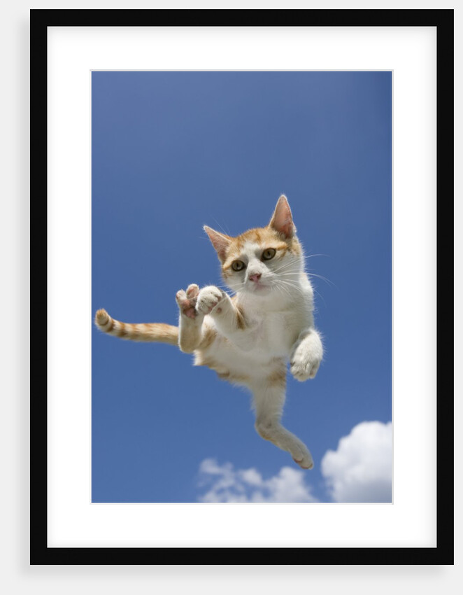 Orange and White Kitten Mid-air by Anonymous