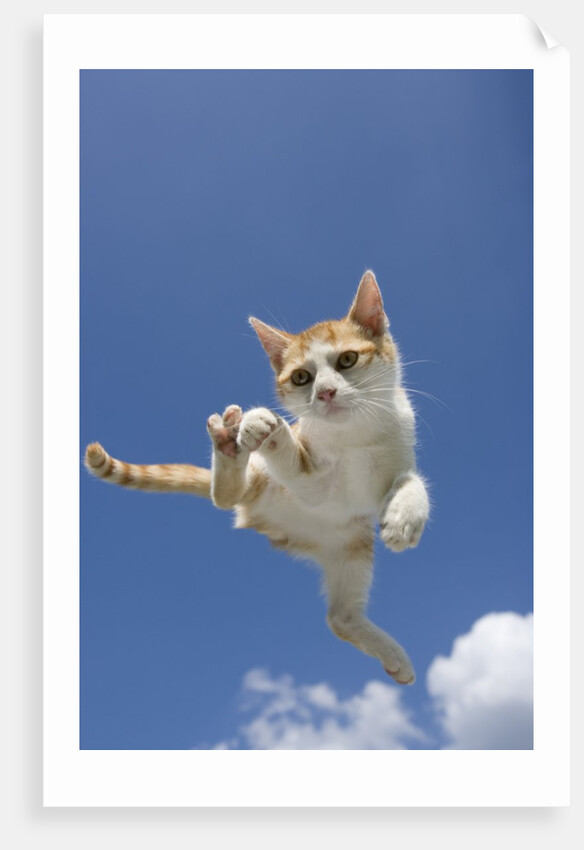Orange and White Kitten Mid-air by Anonymous