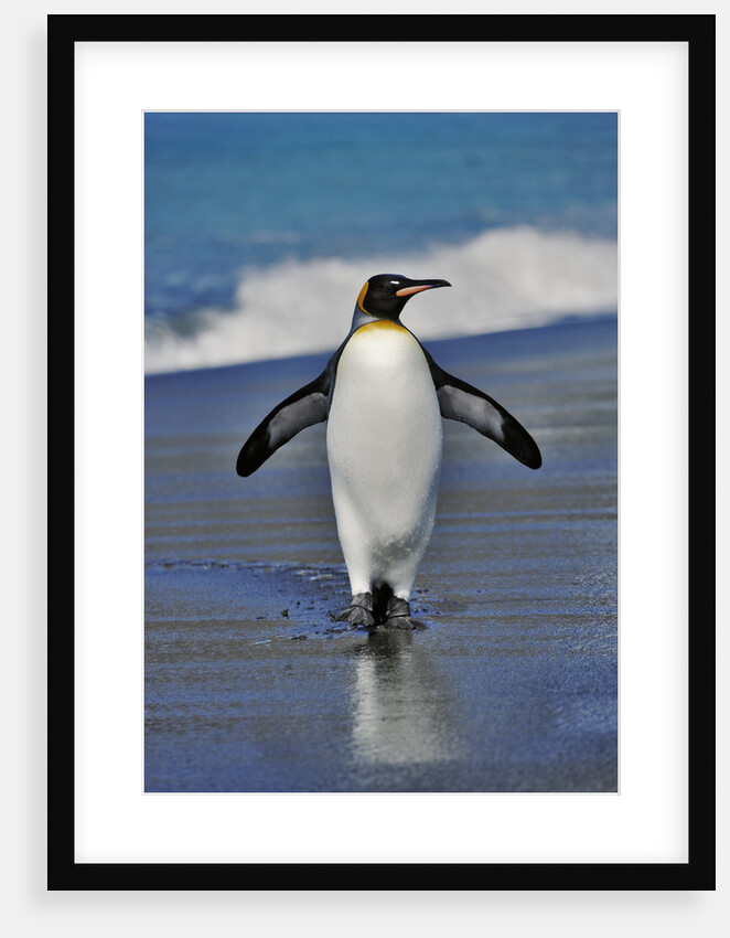 King Penguin on the Beach by Anonymous