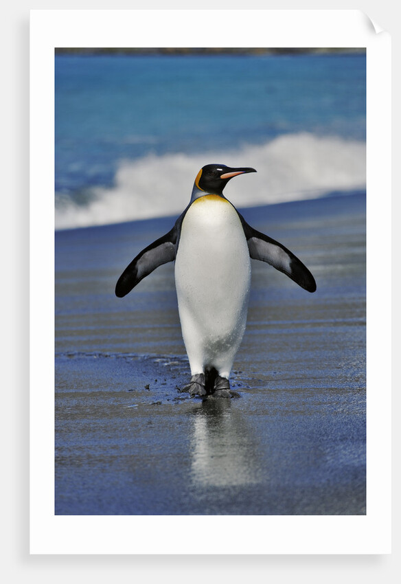 King Penguin on the Beach by Anonymous