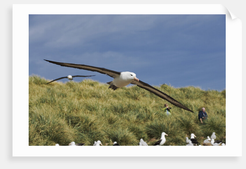 Albatross Flying Over Colony by Anonymous