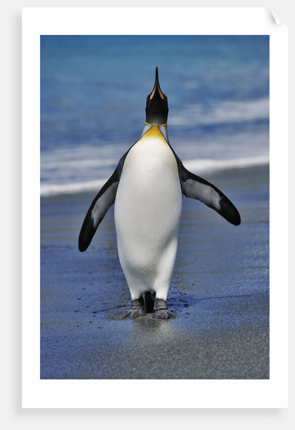 King Penguin on the Beach by Anonymous