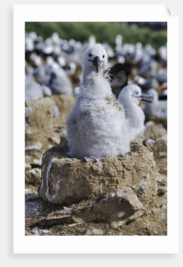 Albatross Chick on Nest by Anonymous