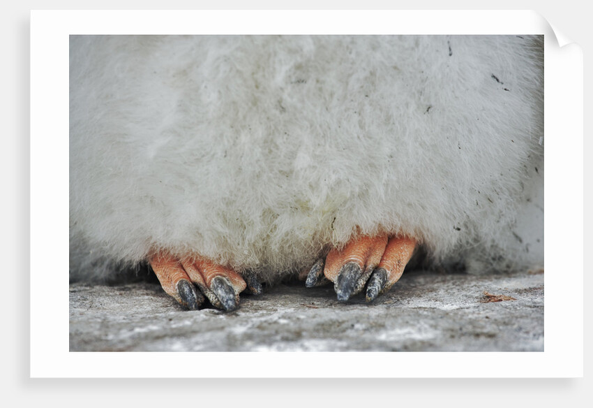 Gentoo Chick's Webbed Feet by Anonymous