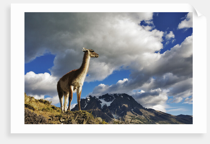 Guanaco Overlooking Nordenskjold by Anonymous