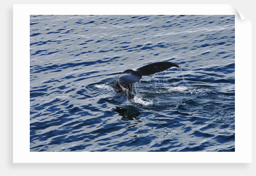 Fluke of Humpback Whale by Anonymous