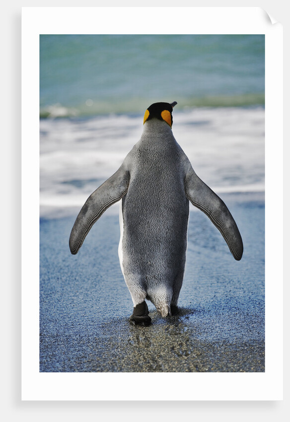 King Penguin Entering the Water by Anonymous